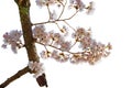 Branch with cherry blossoms isolated on white background Royalty Free Stock Photo