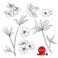 Branch of cherry blossoms, japanese cherry. Stock line vector il Royalty Free Stock Photo