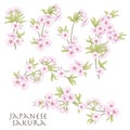 Branch of cherry blossoms, japanese cherry. Stock line vector il Royalty Free Stock Photo