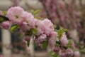 A branch of cherry blossoms lined