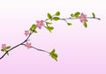 Branch of cherry blossoms in spring on a pink