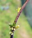 Branch of cherry buds Macro Royalty Free Stock Photo