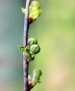 A Branch of cherry buds Macro Royalty Free Stock Photo
