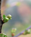 A Branch of cherry buds Macro Royalty Free Stock Photo