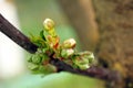 Branch of cherry buds Macro Royalty Free Stock Photo