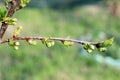 Branch of cherry buds Macro Royalty Free Stock Photo