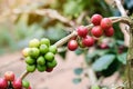 Branch of cherry Coffee, red or ripe and green bean arabica berries. Harvesting, agriculture, plantation concepts Royalty Free Stock Photo