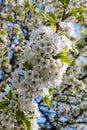 A branch of cherry covered by a bunch of white blossoms