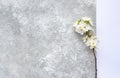 Branch of cherry flowers on a gray concrete background. Springtime concept Royalty Free Stock Photo