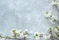 Branch of cherry flowers on a gray concrete background. Springtime concept. Floral frame Royalty Free Stock Photo