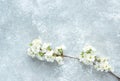 Springtime concept. Branch of cherry flowers on a gray concrete background Royalty Free Stock Photo