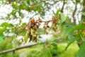 branch of the cherry fruit rot affected Monilia cinerea in spring Royalty Free Stock Photo