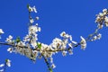 A branch of cherry plum blossoming with white flowers Royalty Free Stock Photo