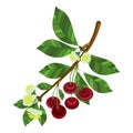 A branch of cherry with red berries, flowers and leaves. Royalty Free Stock Photo