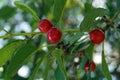 A branch of cherry with red berries Royalty Free Stock Photo