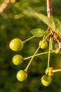 A branch of cherry with ripening berries Royalty Free Stock Photo