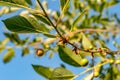 A branch of cherry with ripening berries Royalty Free Stock Photo