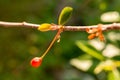 A branch of cherry with ripening berries Royalty Free Stock Photo