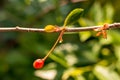 A branch of cherry with ripening berries Royalty Free Stock Photo