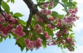 A branch of cherry sakura blossoms against the sky. Royalty Free Stock Photo