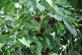 branch of cherry tee with cherries Royalty Free Stock Photo