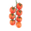 Branch of cherry tomatoes.