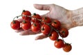 Branch of cherry tomatoes in a female hand, Isolation Royalty Free Stock Photo