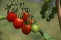 Branch with cherry tomatoes Royalty Free Stock Photo