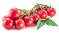 Branch of cherry tomatoes with water drops