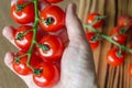 A branch of cherry tomatoes in woman`s hand against blurred boar