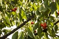 Branch of a cherry tree