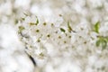 Branch of cherry tree with blooming white flowers. Abstract spring seasonal natural background. Royalty Free Stock Photo