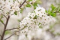 Branch of cherry tree with blooming white flowers. Abstract spring seasonal natural background. Royalty Free Stock Photo