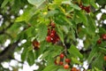 branch of cherry tree Royalty Free Stock Photo