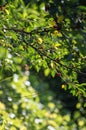 Branch of cherry tree with green leaves and red berries in morni Royalty Free Stock Photo