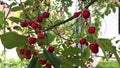 A branch of a cherry tree with a large bunch of cherries.