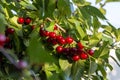 A branch of cherry tree with many big fresh ripe tasty berries. Royalty Free Stock Photo