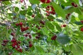 A branch of cherry tree with many big fresh ripe tasty berries. Royalty Free Stock Photo
