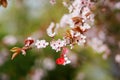 Branch of cherry tree with martisor, traditional symbol of the first spring day