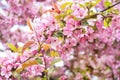 Branch cherry tree with pink flowers. Sakura during spring season in park. Selective focus. Flowers texture, nature floral Royalty Free Stock Photo