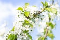 A branch of a cherry tree strewn with flowers against a blue sky. White cherry flowers close-up against the blue sky Royalty Free Stock Photo