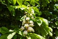 Branch chestnut against the background of lush green leaves, closeup Royalty Free Stock Photo