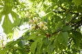 Branch chestnut against the background of lush green leaves, closeup Royalty Free Stock Photo