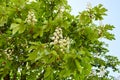 Branch chestnut against the background of lush green leaves, closeup Royalty Free Stock Photo