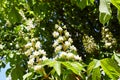 Branch chestnut against the background of lush green leaves, closeup Royalty Free Stock Photo