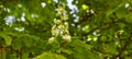 Branch chestnut against the background of lush green leaves, closeup Royalty Free Stock Photo