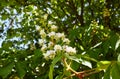 Branch chestnut against the background of lush green leaves, closeup Royalty Free Stock Photo