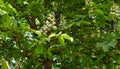 Branch chestnut against the background of lush green leaves, closeup Royalty Free Stock Photo