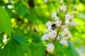 Branch chestnut closeup. White chestnut flowers against the background of green leaves Royalty Free Stock Photo