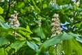 Branch chestnut closeup. White chestnut flowers photographed against the background of lush green leaves. color Royalty Free Stock Photo